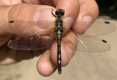 Leucorrhinia orientalis