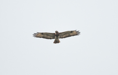 Buteo auguralis
