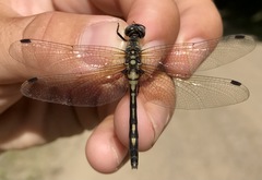 Leucorrhinia orientalis