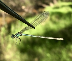 Coenagrion lanceolatum