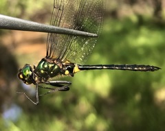 Somatochlora graeseri