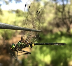 Somatochlora graeseri