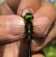 Somatochlora graeseri