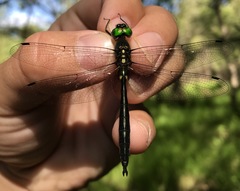 Somatochlora graeseri