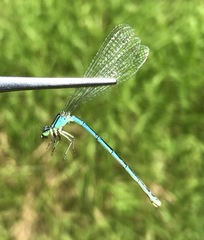 Coenagrion lanceolatum