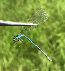 Coenagrion lanceolatum