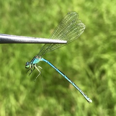 Coenagrion lanceolatum