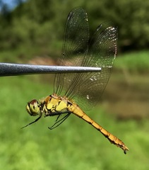 Sympetrum cordulegaster