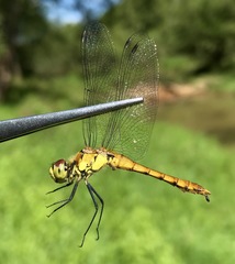 Sympetrum cordulegaster