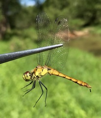 Sympetrum cordulegaster