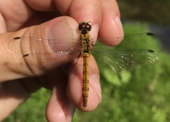 Sympetrum cordulegaster