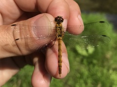 Sympetrum cordulegaster