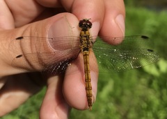 Sympetrum cordulegaster