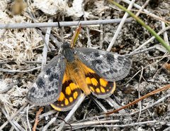 Synemon parthenoides
