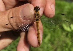 Sympetrum cordulegaster