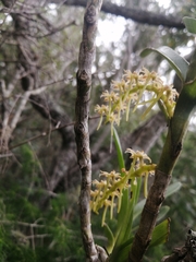 Tridactyle bicaudata bicaudata
