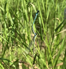 Coenagrion lanceolatum