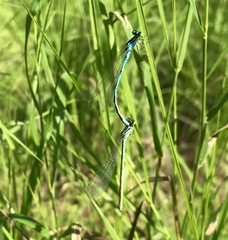 Coenagrion lanceolatum