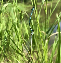 Coenagrion lanceolatum