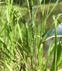 Coenagrion lanceolatum