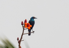 Lamprotornis chalcurus