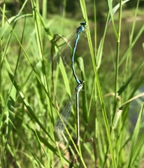 Coenagrion lanceolatum