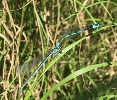Coenagrion lanceolatum