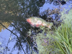 Cyprinus rubrofuscus