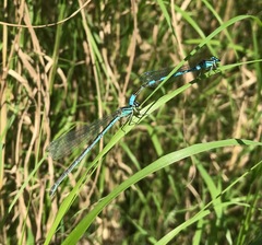 Coenagrion lanceolatum
