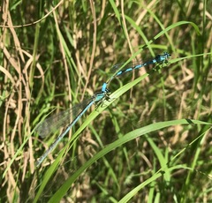 Coenagrion lanceolatum