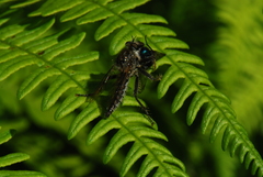Dysmachus trigonus