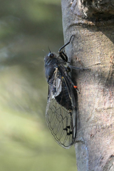 Gelidea torrida
