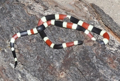 Micruroides euryxanthus