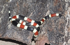 Micruroides euryxanthus