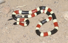 Micruroides euryxanthus