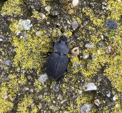 Licinus