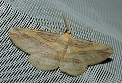 Syneora lithina