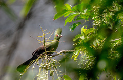 Tauraco persa buffoni