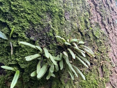 Pyrrosia linearifolia