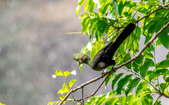 Tauraco persa buffoni