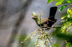 Tauraco persa buffoni