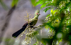 Tauraco persa buffoni