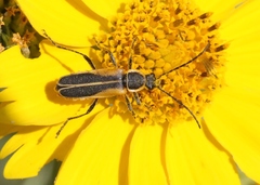 Chauliognathus opacus