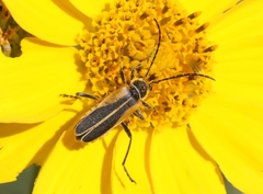 Chauliognathus opacus