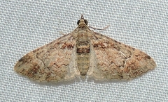 Mnesiloba eupitheciata
