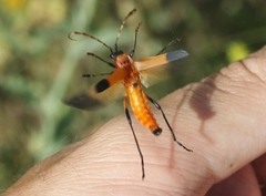 Chauliognathus profundus