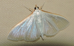 Palpita margaritacea