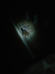 Trichosurus vulpecula fuliginosus