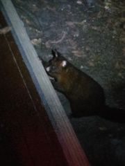 Trichosurus vulpecula fuliginosus