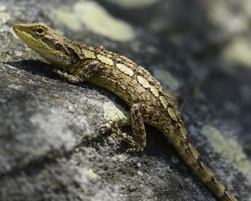 Jacky Lizard